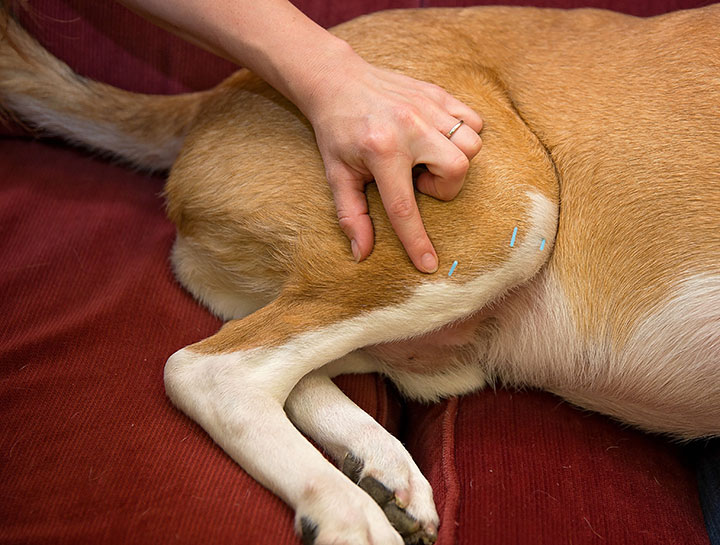Holistic & Alternative Care