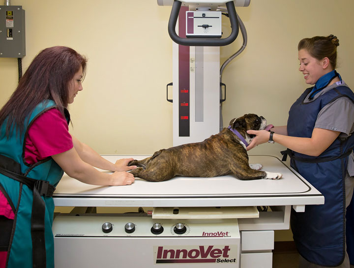 Xrays for Cats & Dogs