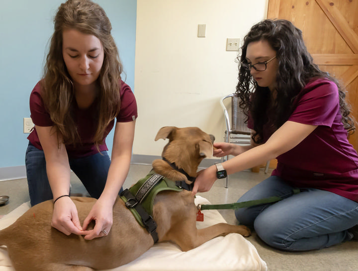 Holistic & Alternative Veterinarian in $city